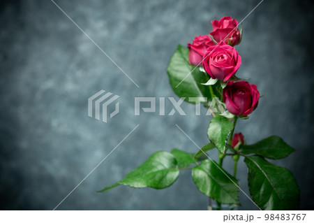 バラの花　室内撮影 98483767