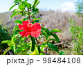 ハイビスカス 98484108