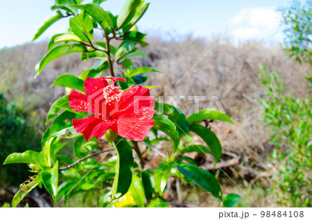 ハイビスカス 98484108