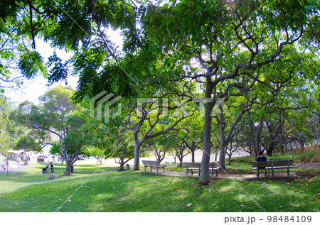 ダイアモンドヘッド 98484109