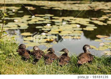 Little ducklings sit by the lake on a sunny day. Little ducklings sit by the lake on a sunny day. 98484136
