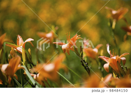 ピンク色のデイリリー（ヘメロカリス）が咲いています。このデイリリーの名前はタムリンです。 98484150