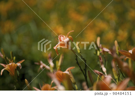 ピンク色のデイリリー（ヘメロカリス）が咲いています。このデイリリーの名前はタムリンです。 98484151