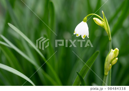 すずらん　春のイメージ 98484338