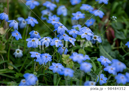 ハナニラの花　春のイメージ 98484352