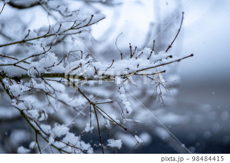 木の枝に積もる雪　冬のイメージ 98484415