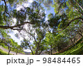 森林 98484465