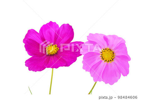 【コスモス】 (深度合成) 【コスモス】 (深度合成) 98484606