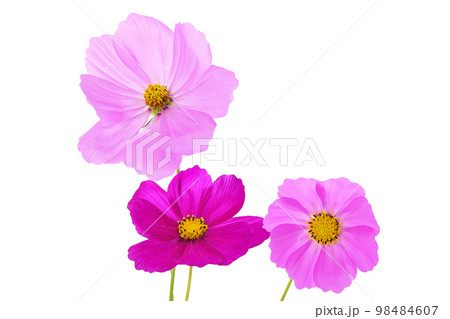 【コスモス】 (深度合成) 【コスモス】 (深度合成) 98484607