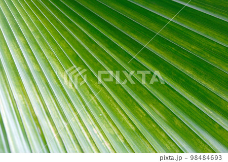 Texture of Green palm Leaf Texture of Green palm Leaf 98484693