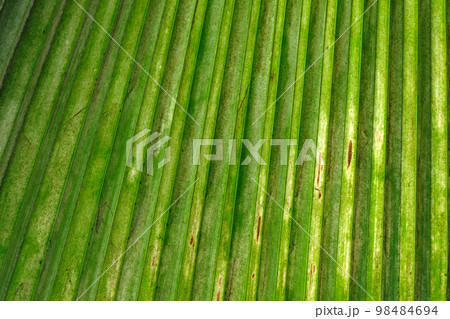 Texture of Green palm Leaf 98484694