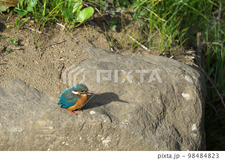 きれいな青い宝石カワセミ きれいな青い宝石カワセミ 98484823