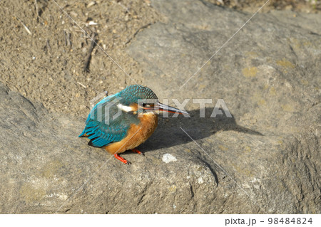 きれいな青い宝石カワセミ 98484824