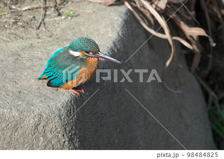 きれいな青い宝石カワセミ 98484825