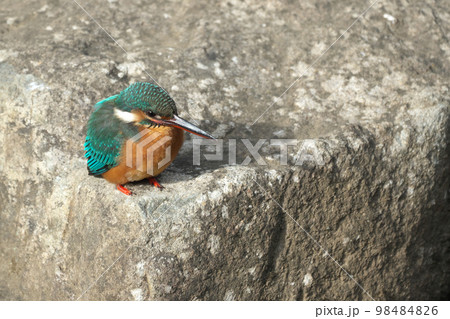 きれいな青い宝石カワセミ 98484826