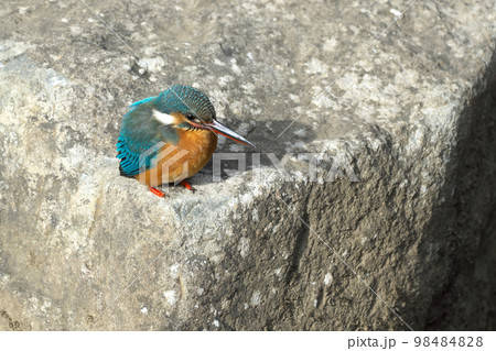 きれいな青い宝石カワセミ 98484828