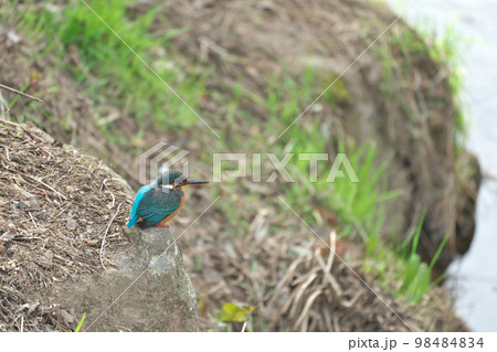 春を待つきれいな青い宝石カワセミ 春を待つきれいな青い宝石カワセミ 98484834