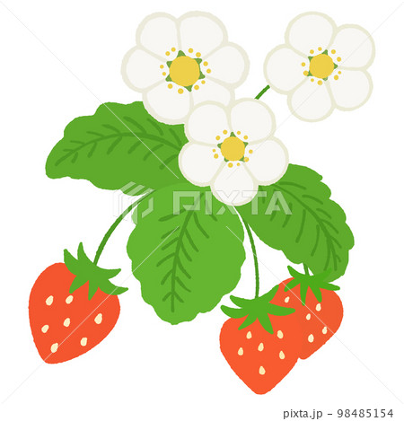 葉っぱや花が付いているイチゴのイラスト 98485154