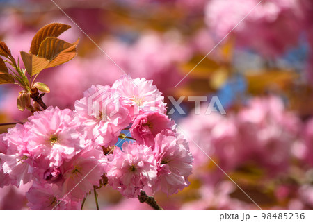 比叡山の八重桜 98485236