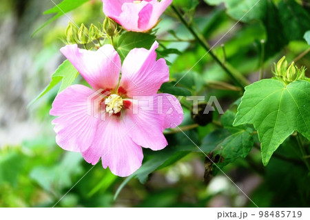 夏の終わりに咲き始めたピンク色のフヨウ（芙蓉） 98485719