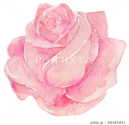 ピンクの薔薇の花　水彩イラスト　 98485841