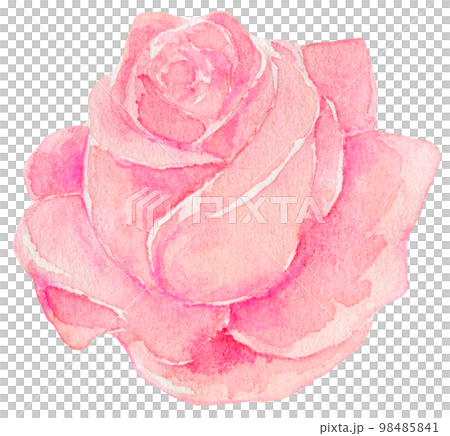 ピンクの薔薇の花　水彩イラスト　 98485841