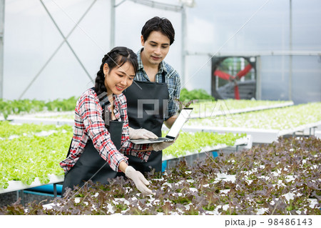 Farmer man and woman using laptop examing quality at vegetable hydroponic at greenhouse. 98486143