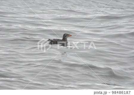 ウトウ ウトウ 98486187