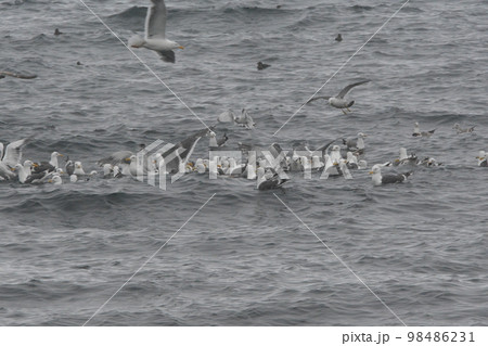 カモメの群れ カモメの群れ 98486231