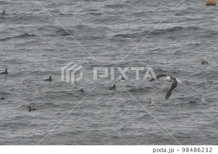 カモメの群れ 98486232
