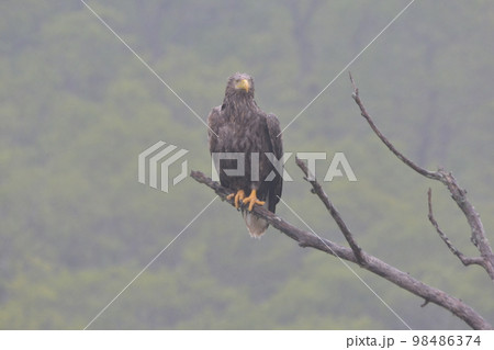 オジロワシ 98486374