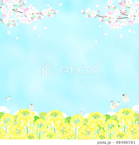 桜と菜の花と蝶々 サクラ 青空 98486581