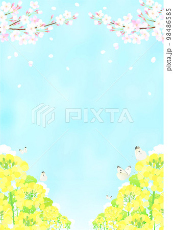 桜と菜の花と蝶々 サクラ 青空 98486585