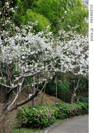 於大公園の桜 98486650