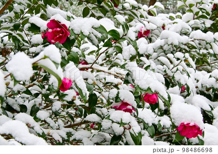 冬の松平郷高月院 雪とサザンカの花　 98486698