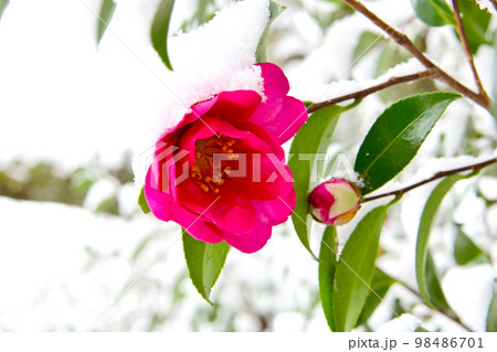 冬の松平郷高月院 雪とサザンカの花　 98486701