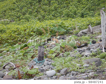 キタキツネ 98487241