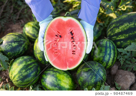 watermelon slice in watermelon field - fresh watermelon fruit on ground agriculture garden watermelon farm with leaf tree plant, harvesting watermelons in the field 98487469