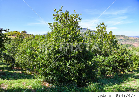 macadamia nuts on macadamia tree plant, fresh natural raw macadamia nuts in garden, planting macadamia nut fruit on mountain farmland 98487477