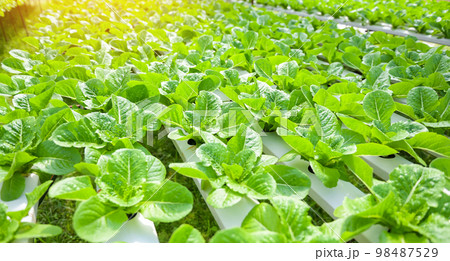 hydroponic vegetables from hydroponic farms fresh green cos lettuce growing in the garden, hydroponic plants on water without soil agriculture organic health food nature, Chlorophyll leaf crop bio hydroponic vegetables from hydroponic farms fresh green cos lettuce growing in the garden, hydroponic plants on water without soil agriculture organic health food nature, Chlorophyll leaf crop bio 98487529