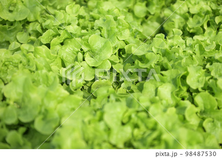hydroponic vegetables from hydroponic farms fresh green oak lettuce growing in the garden, hydroponic plants on water without soil agriculture organic health food nature leaf crop bio 98487530