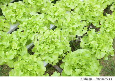 hydroponic vegetables from hydroponic farms fresh green oak lettuce growing in the garden, hydroponic plants on water without soil agriculture organic health food nature leaf crop bio 98487533