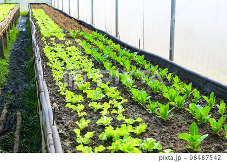 Vegetable farm soil vegetable garden, organic green cos lettuce vegetable gardening with green leaf fresh vegetable lettuce planting , in the greenhouse garden eco friendly gardening nature Vegetable farm soil vegetable garden, organic green cos lettuce vegetable gardening with green leaf fresh vegetable lettuce planting , in the greenhouse garden eco friendly gardening nature 98487542