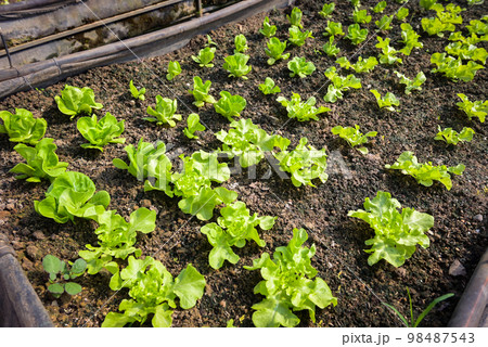Vegetable farm soil vegetable garden, organic green cos lettuce vegetable gardening with green leaf fresh vegetable lettuce planting , in the greenhouse garden eco friendly gardening nature Vegetable farm soil vegetable garden, organic green cos lettuce vegetable gardening with green leaf fresh vegetable lettuce planting , in the greenhouse garden eco friendly gardening nature 98487543
