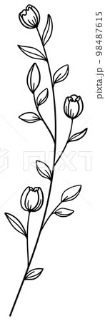 繊細な植物や花のボタニカルイラスト　ベクター素材 98487615
