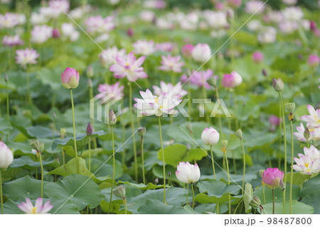 奈良県の藤原京跡にある蓮池に蓮の花が咲いています。学名はNelumbo nuciferaです。 98487800