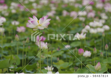奈良県の藤原京跡にある蓮池に蓮の花が咲いています。学名はNelumbo nuciferaです。 奈良県の藤原京跡にある蓮池に蓮の花が咲いています。学名はNelumbo nuciferaです。 98487814