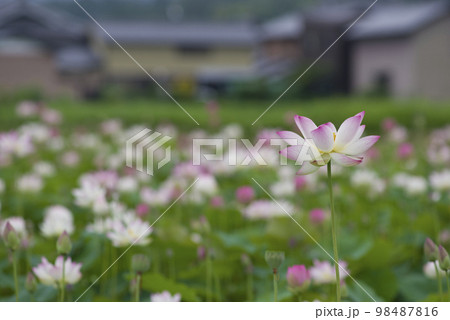 奈良県の藤原京跡にある蓮池に蓮の花が咲いています。学名はNelumbo nuciferaです。 奈良県の藤原京跡にある蓮池に蓮の花が咲いています。学名はNelumbo nuciferaです。 98487816
