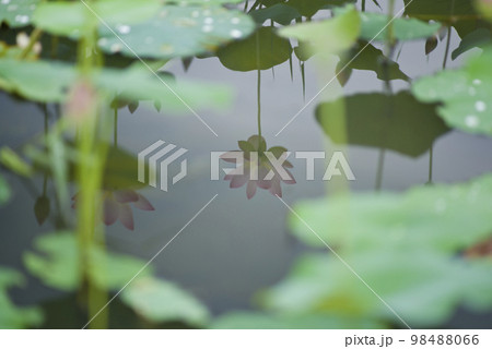 奈良県の藤原京にある蓮池の蓮の花が水面に映りこんでいます。 98488066