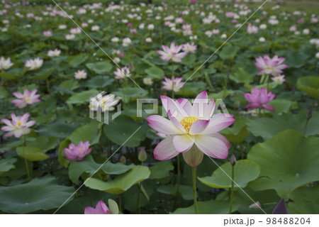 奈良県の藤原京跡にある蓮池に蓮の花が咲いています。学名はNelumbo nuciferaです。 奈良県の藤原京跡にある蓮池に蓮の花が咲いています。学名はNelumbo nuciferaです。 98488204